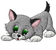 Katze, chat, cat - Бесплатный анимированный гифка