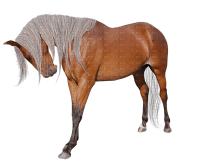 dulcineia8 cavalos - zadarmo png