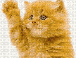 kot - Darmowy animowany GIF