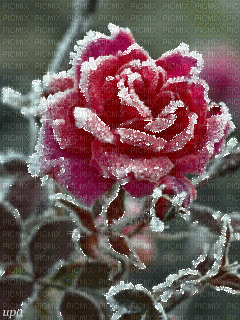 Flowers frozen bp - GIF animate gratis