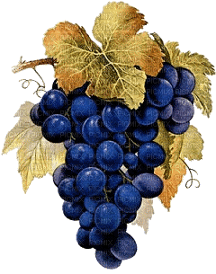 grapes raisin - Darmowy animowany GIF