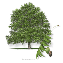 trees bp - zdarma png