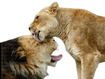 Löwen lions - png gratis
