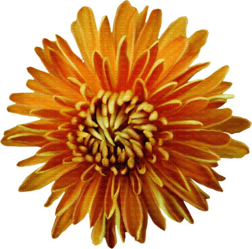 autumn flower brown orange kikkapink png - gratis png