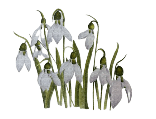 snowdrops - δωρεάν png