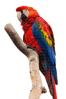 parrot Nitsa - 免费PNG