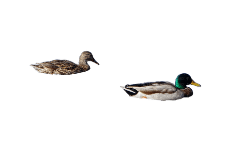 Canard - Free PNG