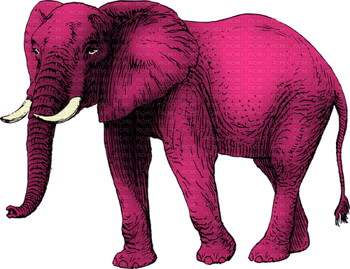 Elephant Pink - Bogusia - Free PNG