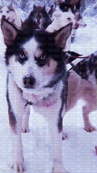 Husky - Gratis animerad GIF