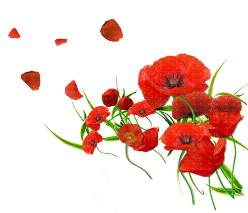 dolceluna poppies - Free PNG