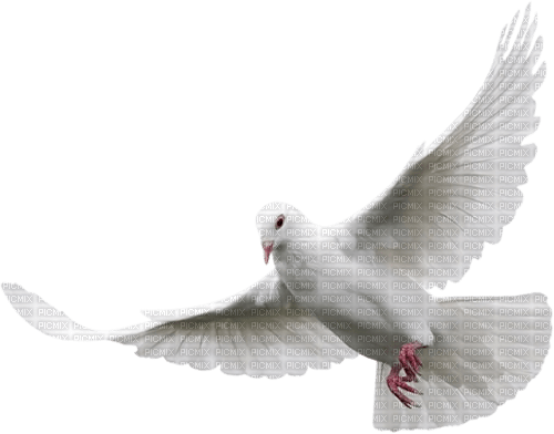Vogel - PNG gratuit