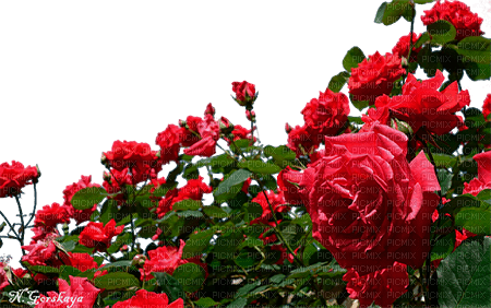 Розы - kostenlos png