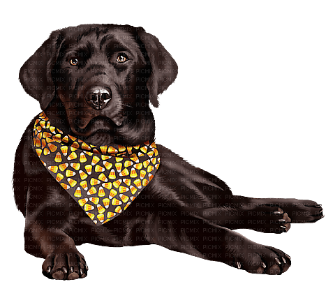 Dog Autumn - Labrador Retriever - png ฟรี