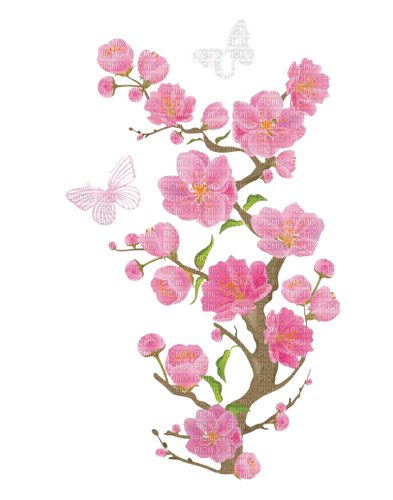 cherry blossom spring - nemokama png