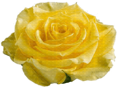 rosa amarela-l - zdarma png