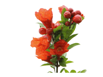 Flowers red bp - darmowe png