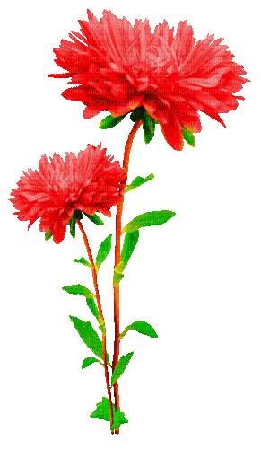 Animated.Flowers.Red - By KittyKatLuv65 - GIF animasi gratis