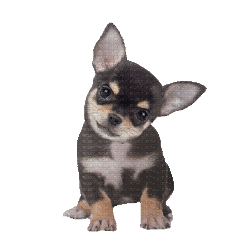 Chihuahua Puppy Dog - 免费动画 GIF