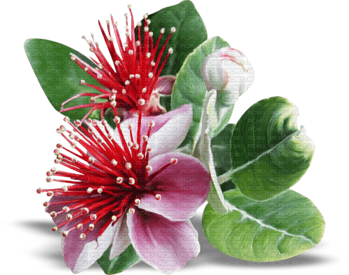 guava blossom Bb2 - zdarma png