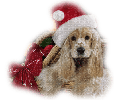 Kaz_Creations Animals Animal Dog Pup Christmas - PNG gratuit