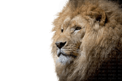 lion, leijona, wild animal, villieläin - png ฟรี