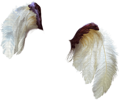 wings-vingar - PNG gratuit