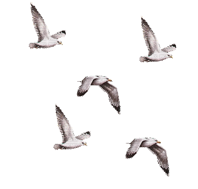 seabirds, birds, sunshine3 - Ilmainen animoitu GIF