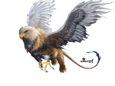 aigle ( - PNG gratuit