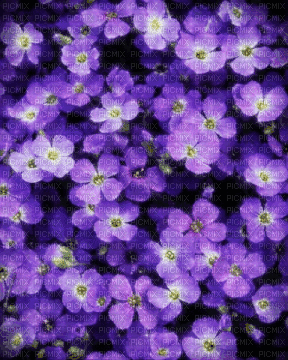 violets background - 免费动画 GIF
