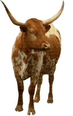 beef western cowboy - PNG gratuit