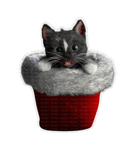 Christmas Kitten - GIF เคลื่อนไหวฟรี