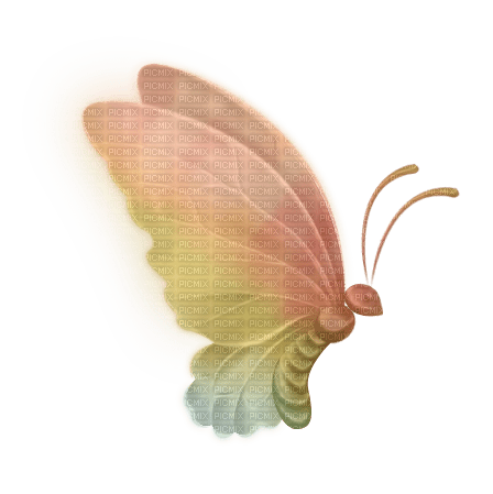 Schmetterling butterfly bunt - δωρεάν png