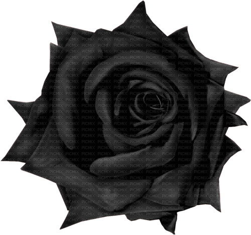 kikkapink deco scrap gothic black rose - PNG gratuit