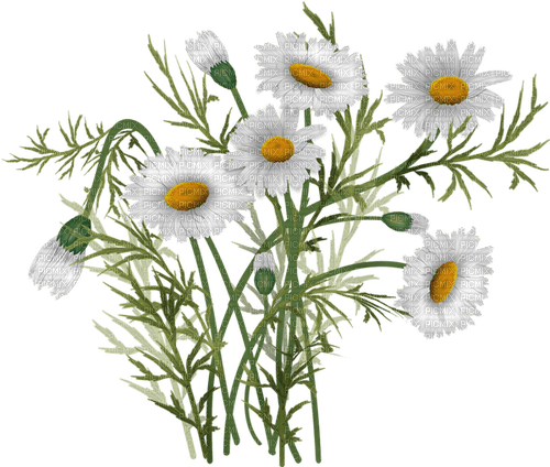 daisies flowers sunshine3 - PNG gratuit
