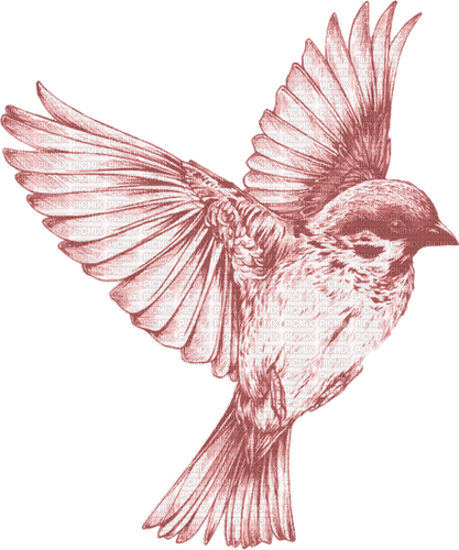 Kaz_Creations Bird-Colours - PNG gratuit