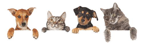 dog with cat bp - zadarmo png