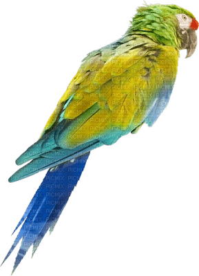 Kaz_Creations Bird Birds Parrot - bezmaksas png