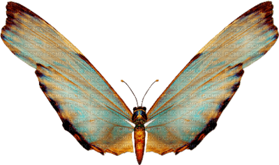 BLUE & GOLD BUTTERFLY - δωρεάν png