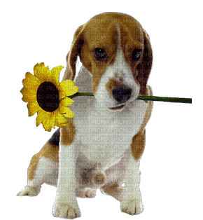 dog with flower bp - PNG gratuit