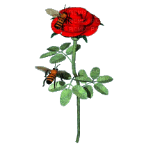 abeille, rose,gif,fleur,Karina10rus - GIF animate gratis