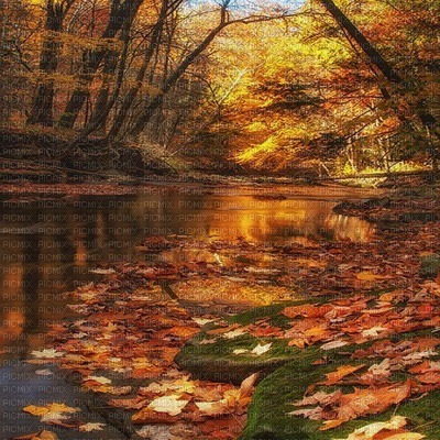 autumn bg forest automne  fond - bezmaksas png