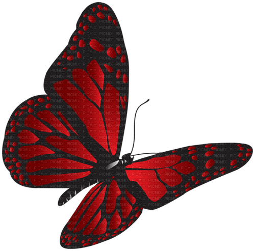 Papillon - ücretsiz png