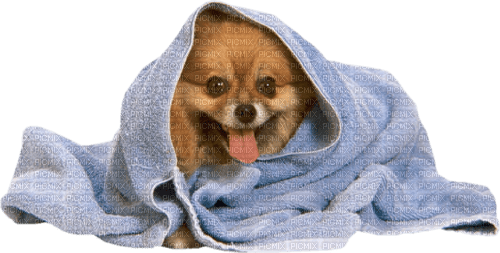 gala animals dog - gratis png