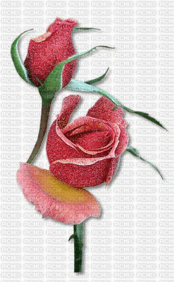 rose rose.Cheyenne63 - Animovaný GIF zadarmo