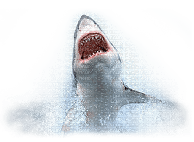 shark bp - PNG gratuit