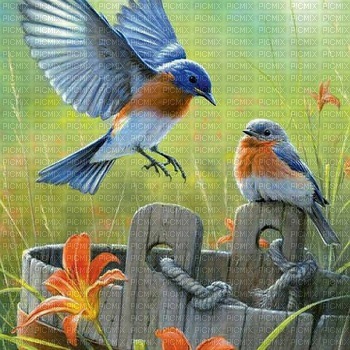 Bluebirds-RM - Free PNG