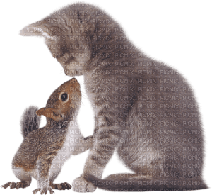 Kaz_Creations Cats Kittens Cat Squirrel - besplatni png