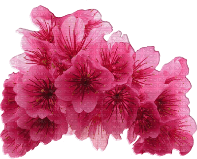 minou-flower-pink - ilmainen png