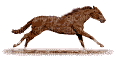 quater horse - GIF animado gratis