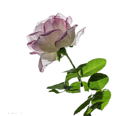 flower,rose - png grátis